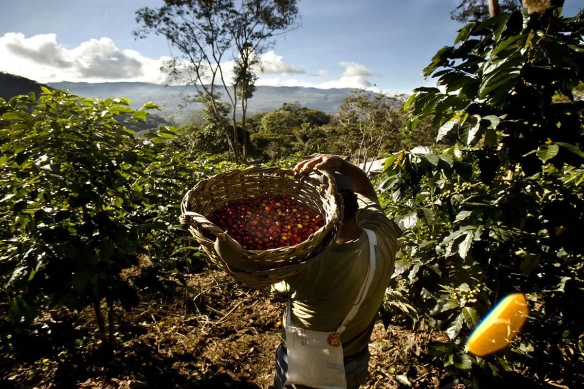 Латинская америка кофе. Кофе Plantation Peru. Плантации кофе в Бразилии. Плантации манго Коста Рика. Латинская Америка плантации кофе.